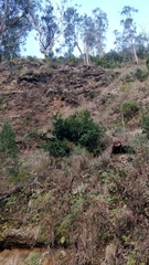 Laurus novocanariensis