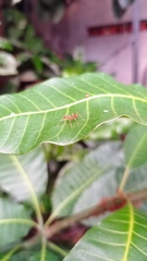 Oecophylla smaragdina
