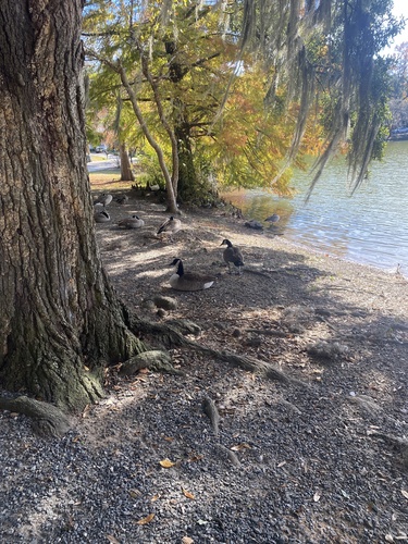 Branta canadensis image