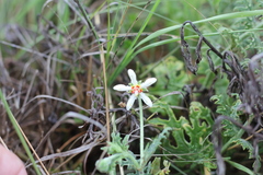 Blumenbachia insignis
