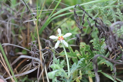 Blumenbachia insignis