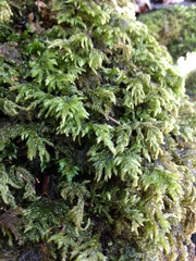 Thamnobryum alleghaniense