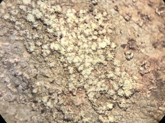 Porpidia degelii
