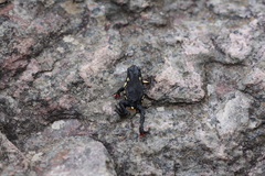 Melanophryniscus diabolicus