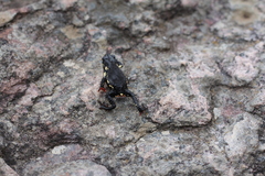Melanophryniscus diabolicus