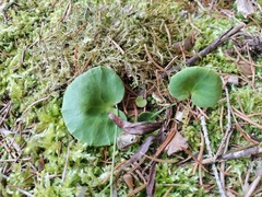 Soldanella montana