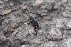 Melanophryniscus diabolicus