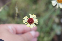 Helenium radiatum