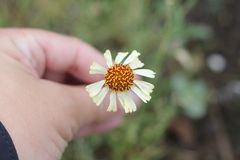 Helenium radiatum