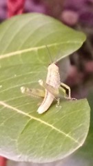 Valanga