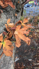 Aesculus hippocastanum