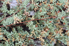 Mimosa rocae