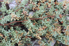 Mimosa rocae
