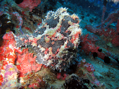 Abantennarius coccineus