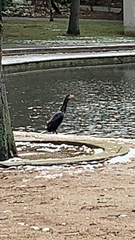 Phalacrocorax carbo