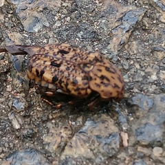 Porphyronota hebraea