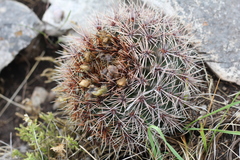 Gymnocalycium reductum
