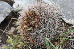 Gymnocalycium reductum