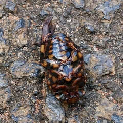 Porphyronota hebraea