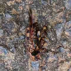 Porphyronota hebraea