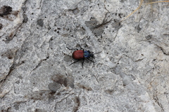 Brachygnathus festivus