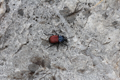 Brachygnathus festivus