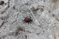 Brachygnathus festivus