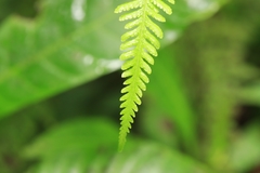 Deparia