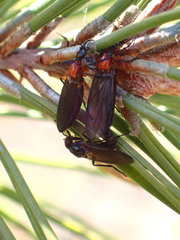Dilophus serotinus