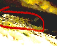 Thamnophis marcianus