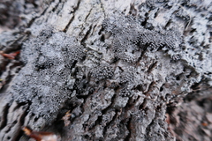 Ruzenia spermoides
