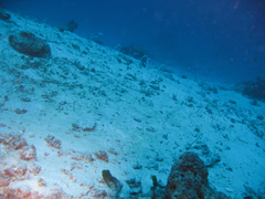Gorgasia