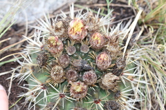 Parodia mammulosa