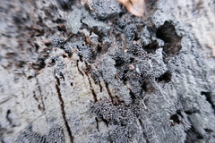 Ruzenia spermoides