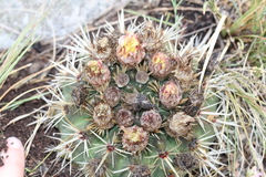 Parodia mammulosa