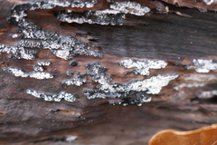 Ruzenia spermoides