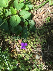 Viola sororia