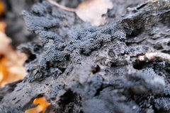 Ruzenia spermoides