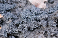 Ruzenia spermoides