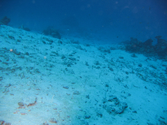 Gorgasia