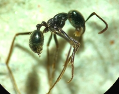 Labidus