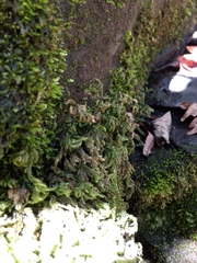 Thamnobryum alleghaniense