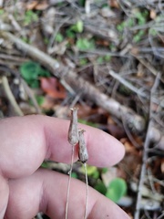 Soldanella montana