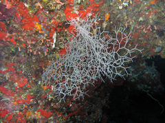 Melithaea variabilis