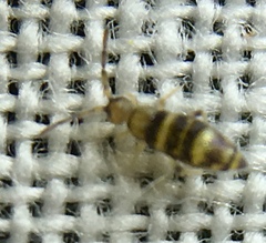 Willowsia platani