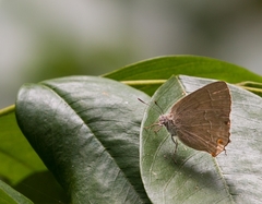 Contrafacia catharina