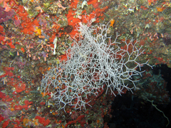 Melithaea variabilis