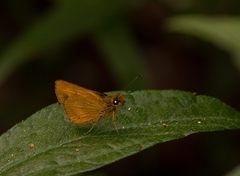 Hesperiinae