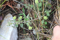 Pavonia cymbalaria