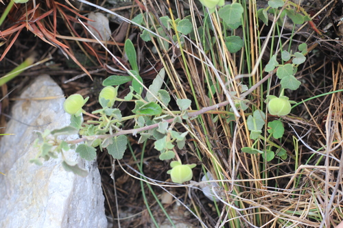 Image of Pavonia cymbalaria by (c) Romi Galeota Lencina, some rights reserved (CC BY)